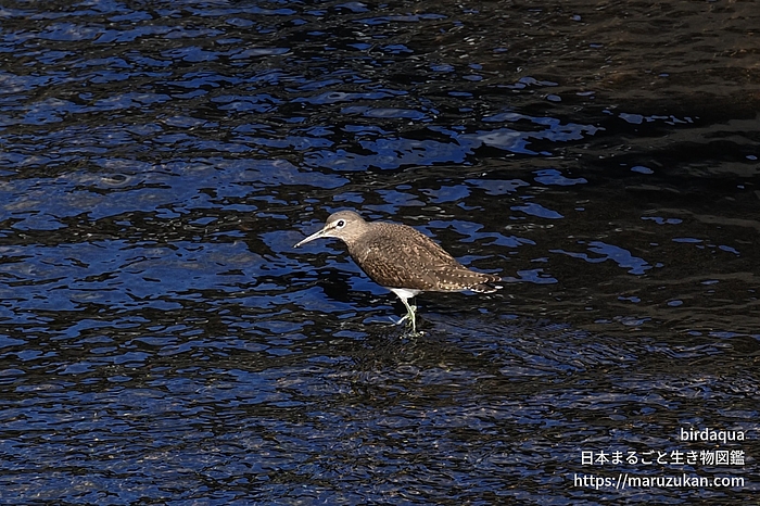 クサシギ