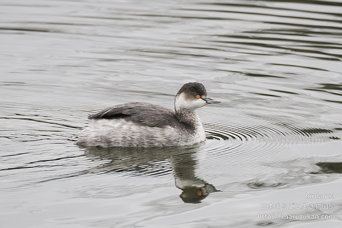 ハジロカイツブリ