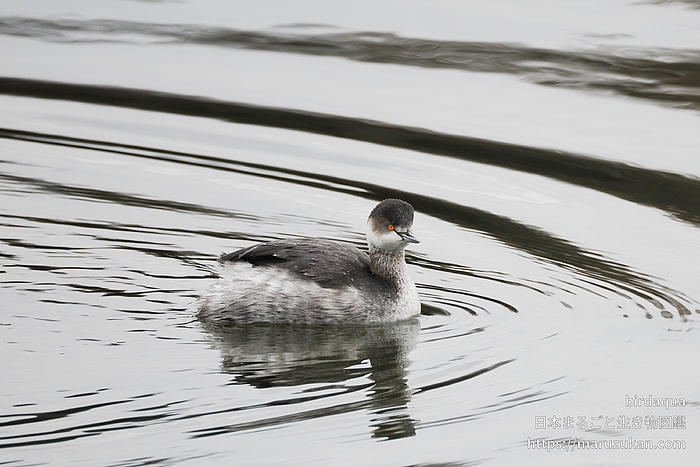 ハジロカイツブリ