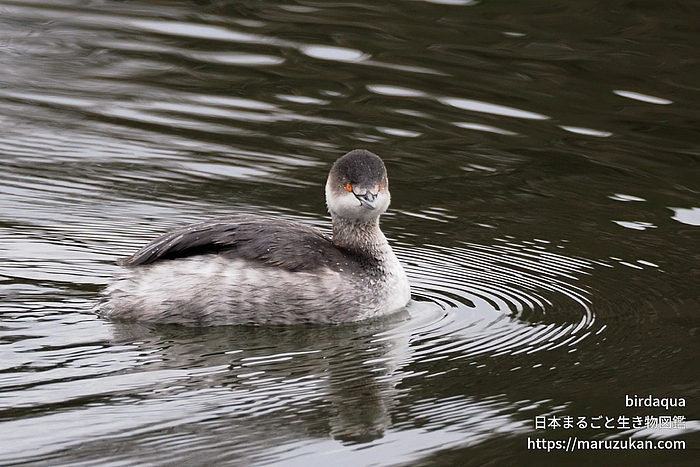 ハジロカイツブリ