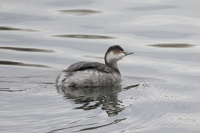 ハジロカイツブリ