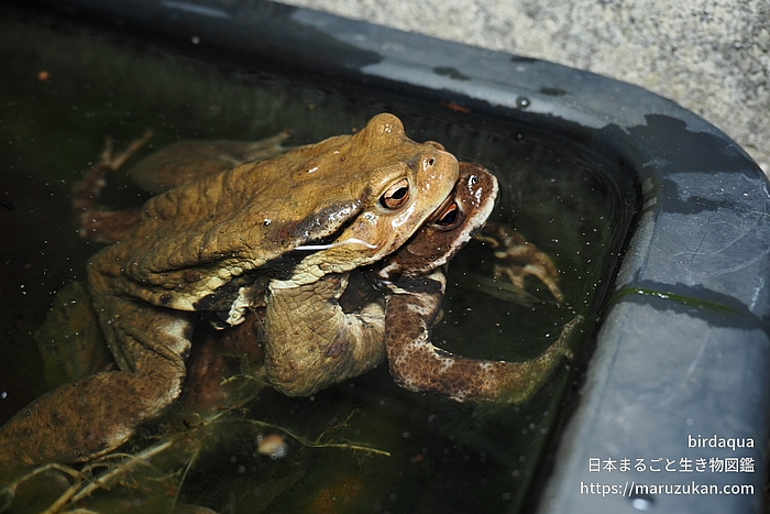 アズマヒキガエル