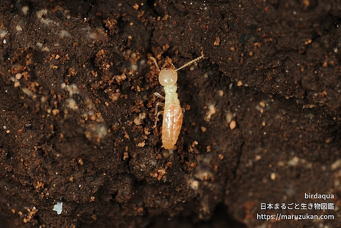 ヤマトシロアリ