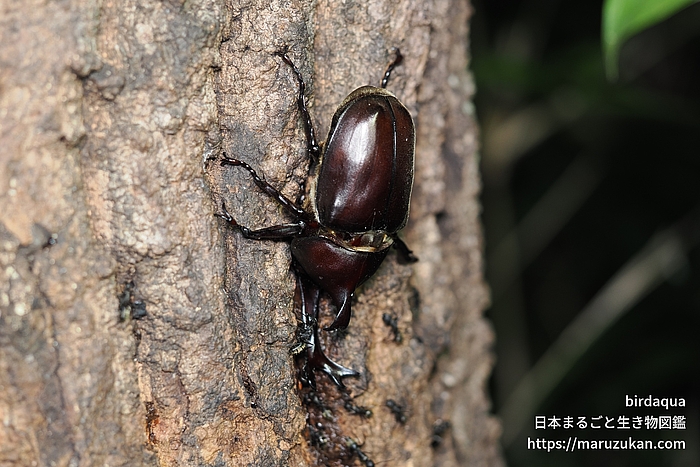カブトムシ