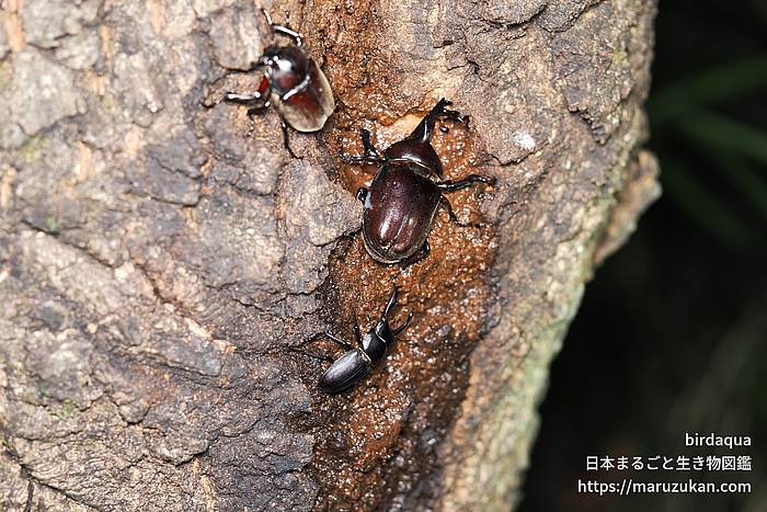 カブトムシ