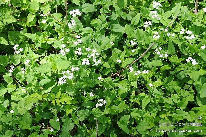 タチカメバソウ