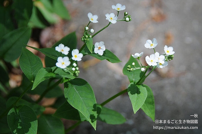 タチカメバソウ