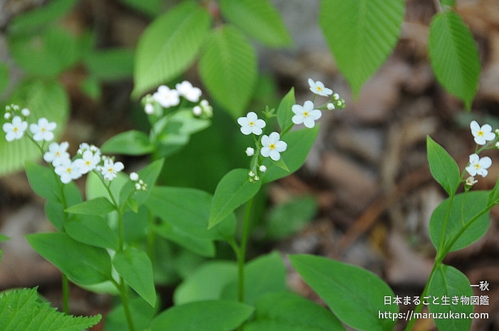 タチカメバソウ