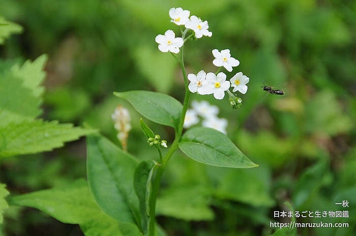 タチカメバソウ