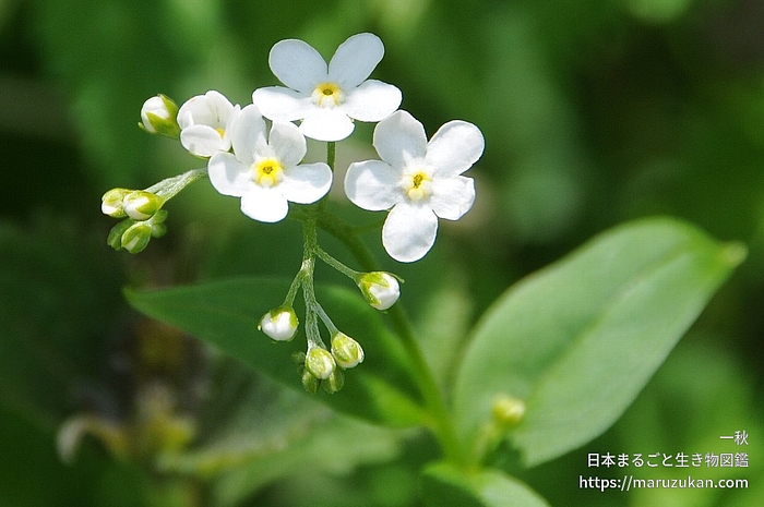 タチカメバソウ