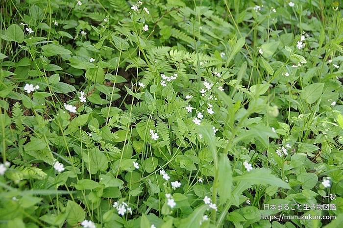 ツルカメバソウ