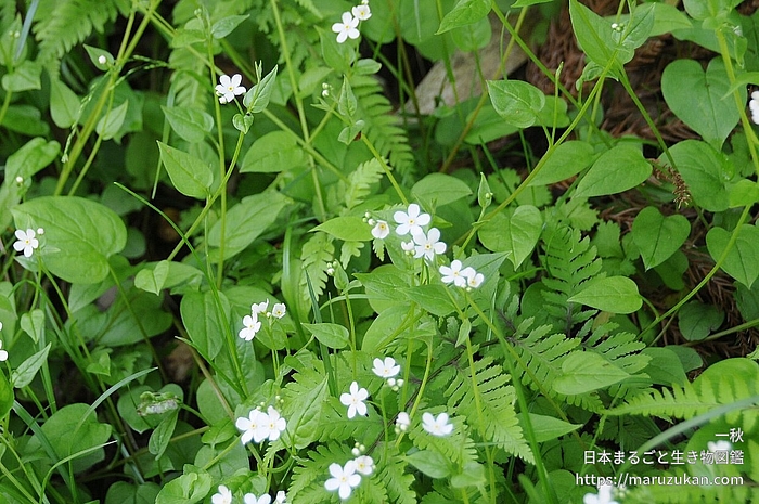 ツルカメバソウ