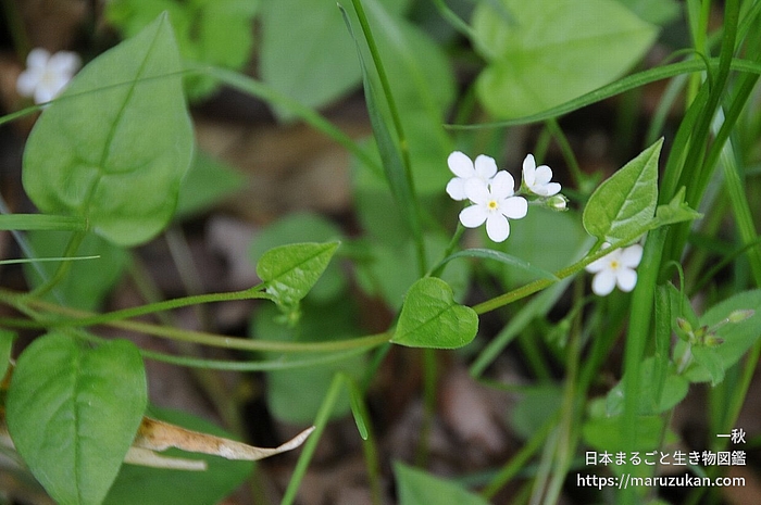 ツルカメバソウ
