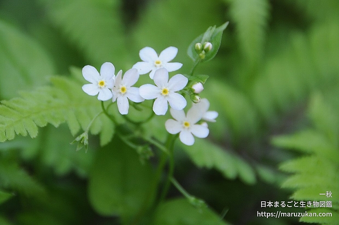 ツルカメバソウ