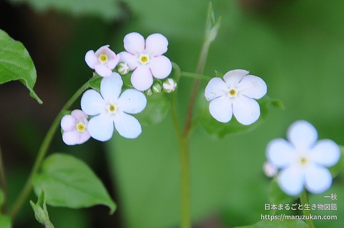 ツルカメバソウ