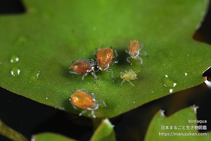 クワイクビレアブラムシ