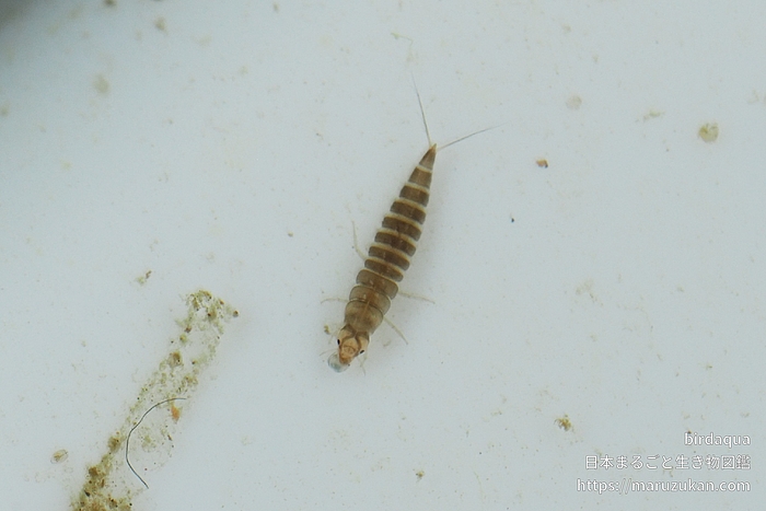 チビゲンゴロウ