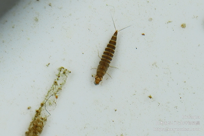 チビゲンゴロウ