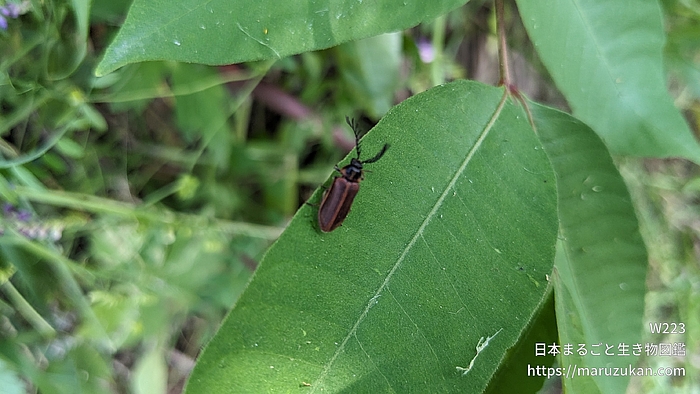 ヒゲナガハナノミ