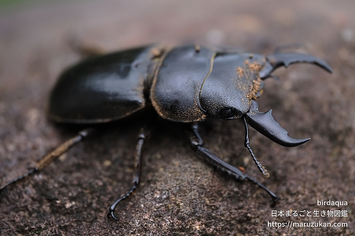 ヒラタクワガタ