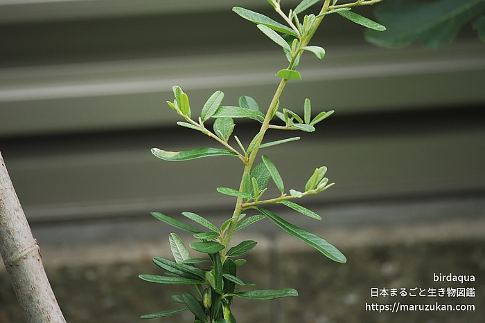 タチバナモドキ