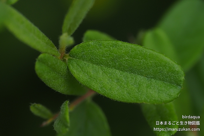 タチバナモドキ