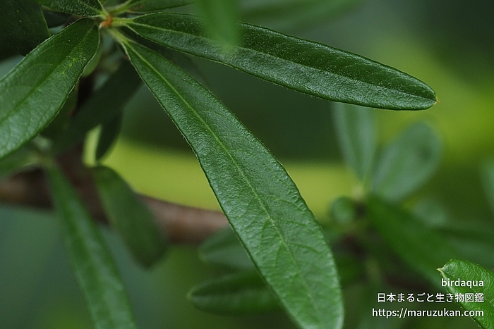 タチバナモドキ