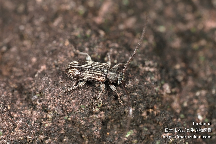 アトモンマルケシカミキリ