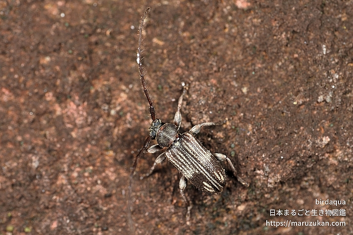 アトモンマルケシカミキリ