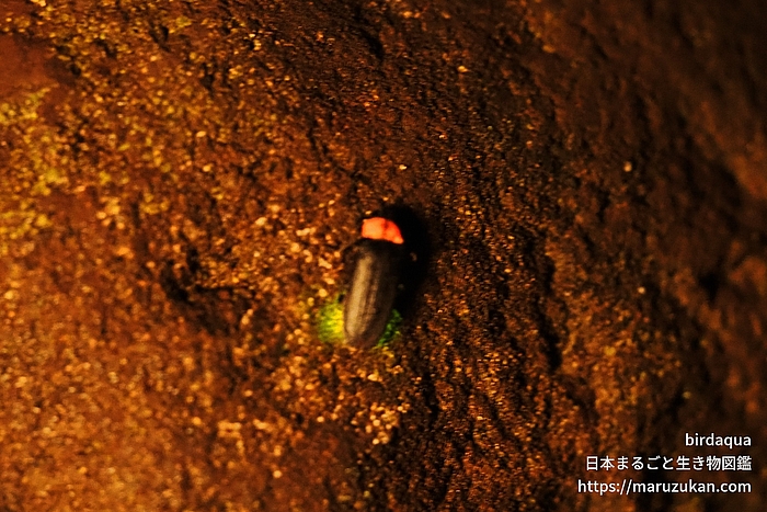 ゲンジボタル