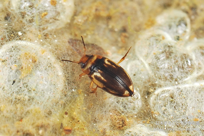 チビゲンゴロウ