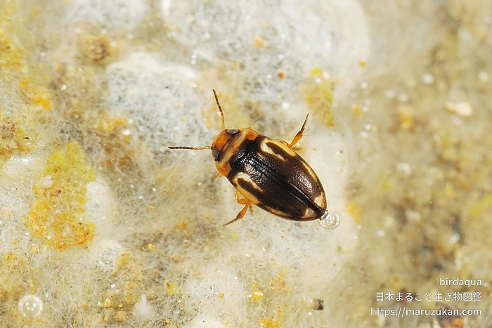 チビゲンゴロウ