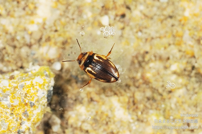 チビゲンゴロウ