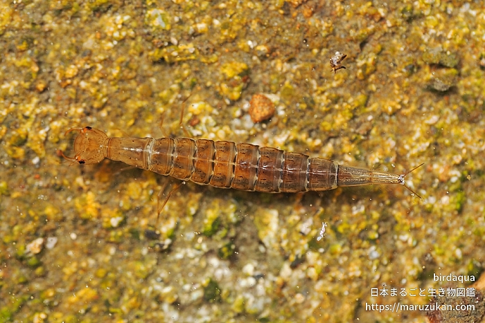 コシマゲンゴロウ