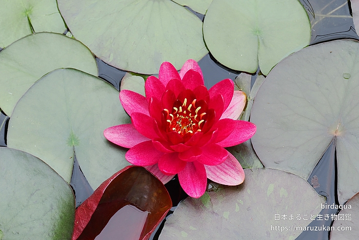 ペリーズベイビーレッド