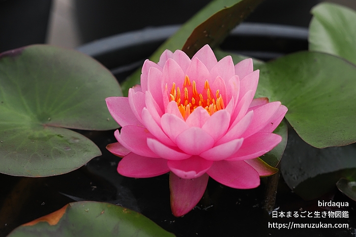 サイアムニンフ