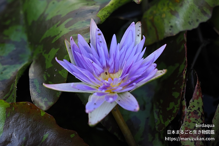 パープルレイン