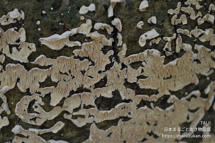 ヒメシロアミタケ