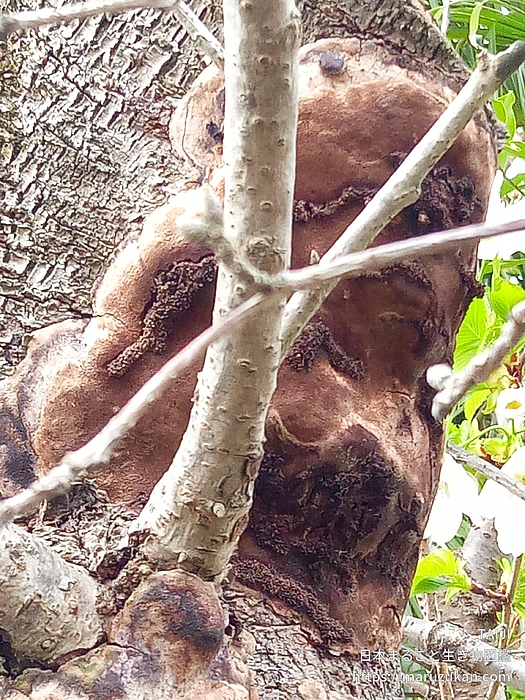 チャアナタケモドキ