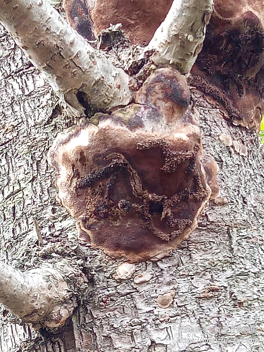 チャアナタケモドキ