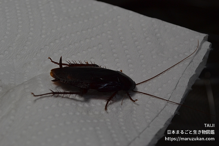 クロゴキブリ