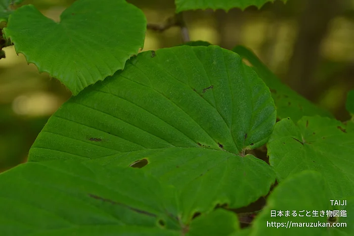 ヒュウガミズキ（花・実以外）の写真