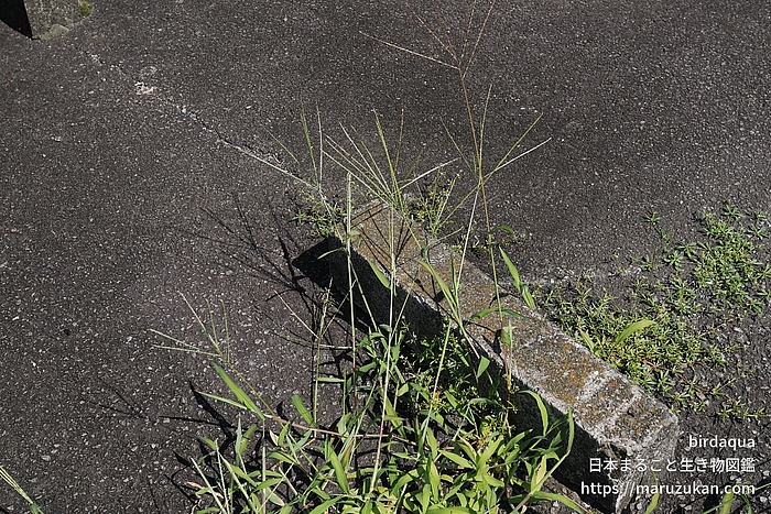 メヒシバ