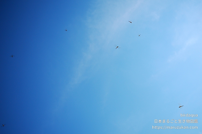 ウスバキトンボ