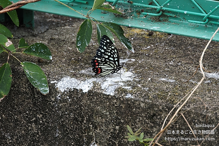 アカボシゴマダラ