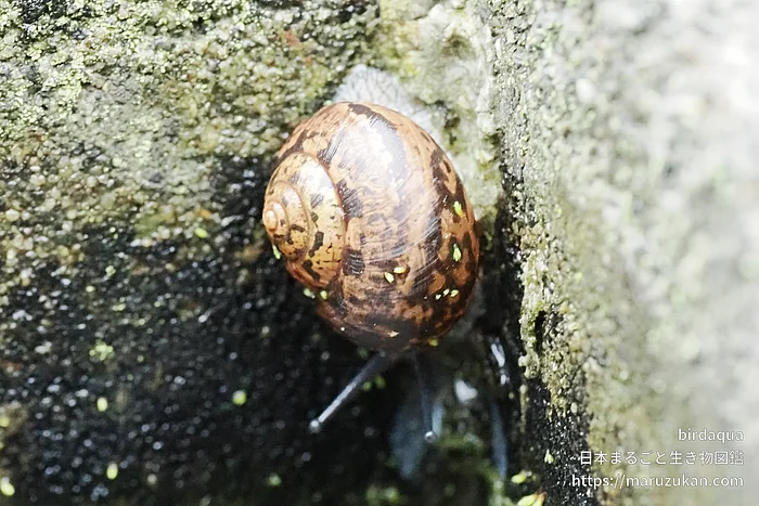 ウスカワマイマイの写真