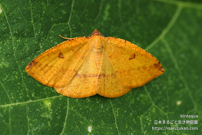 ウラベニエダシャク