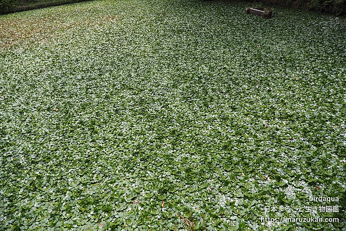 ヒシ