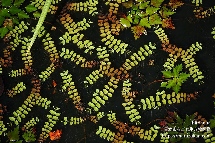 サンショウモ