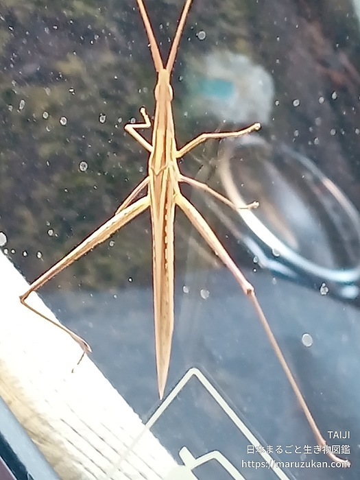 ショウリョウバッタ